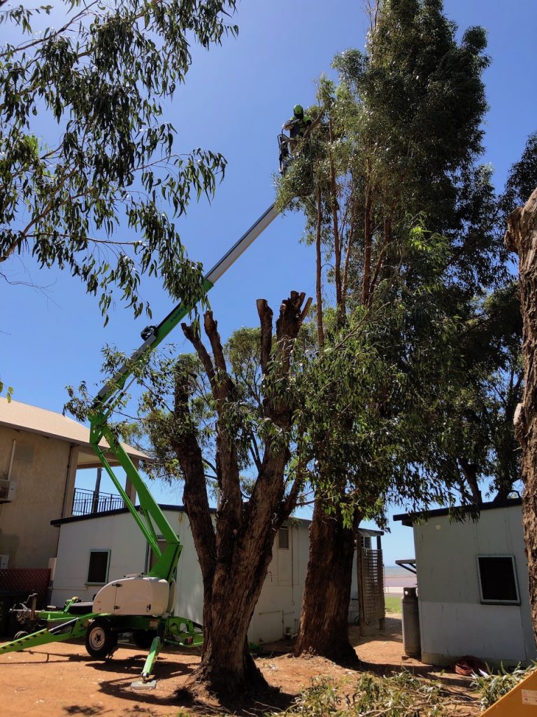 Tree Pruning Kalbarri